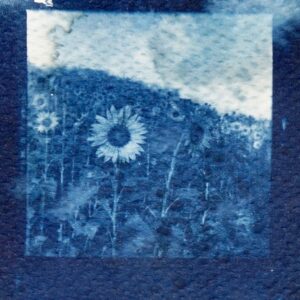 Sunflowers Cyanotype Print