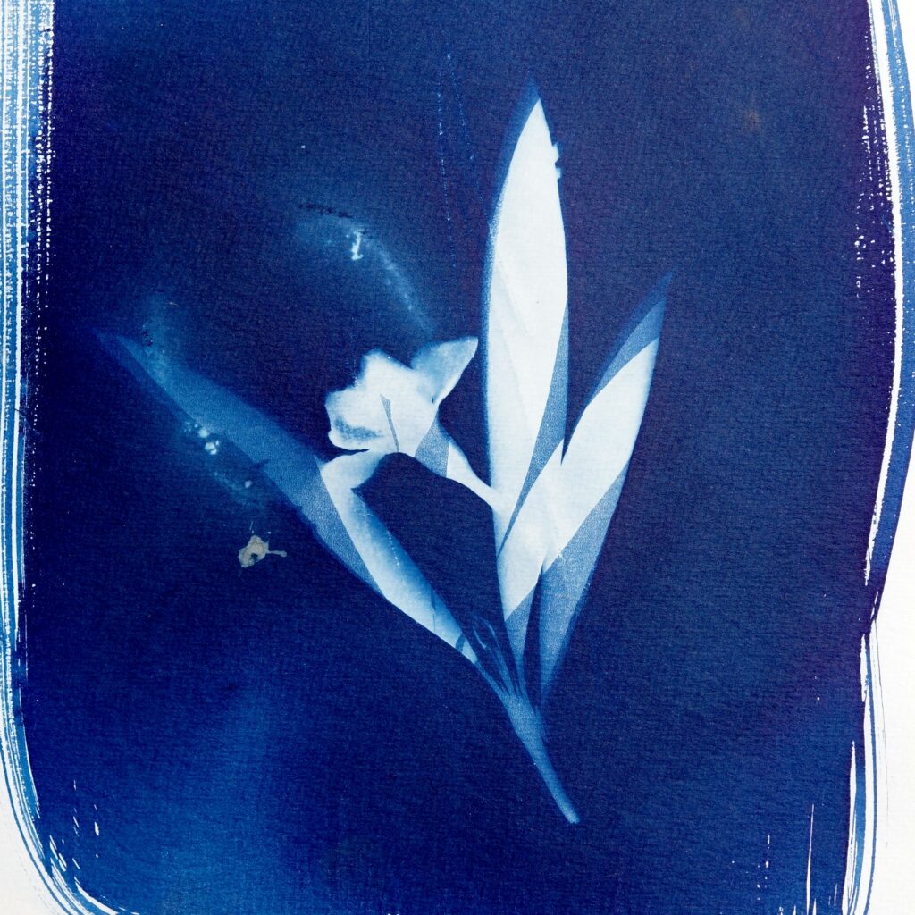 Cyanotype print of leaves