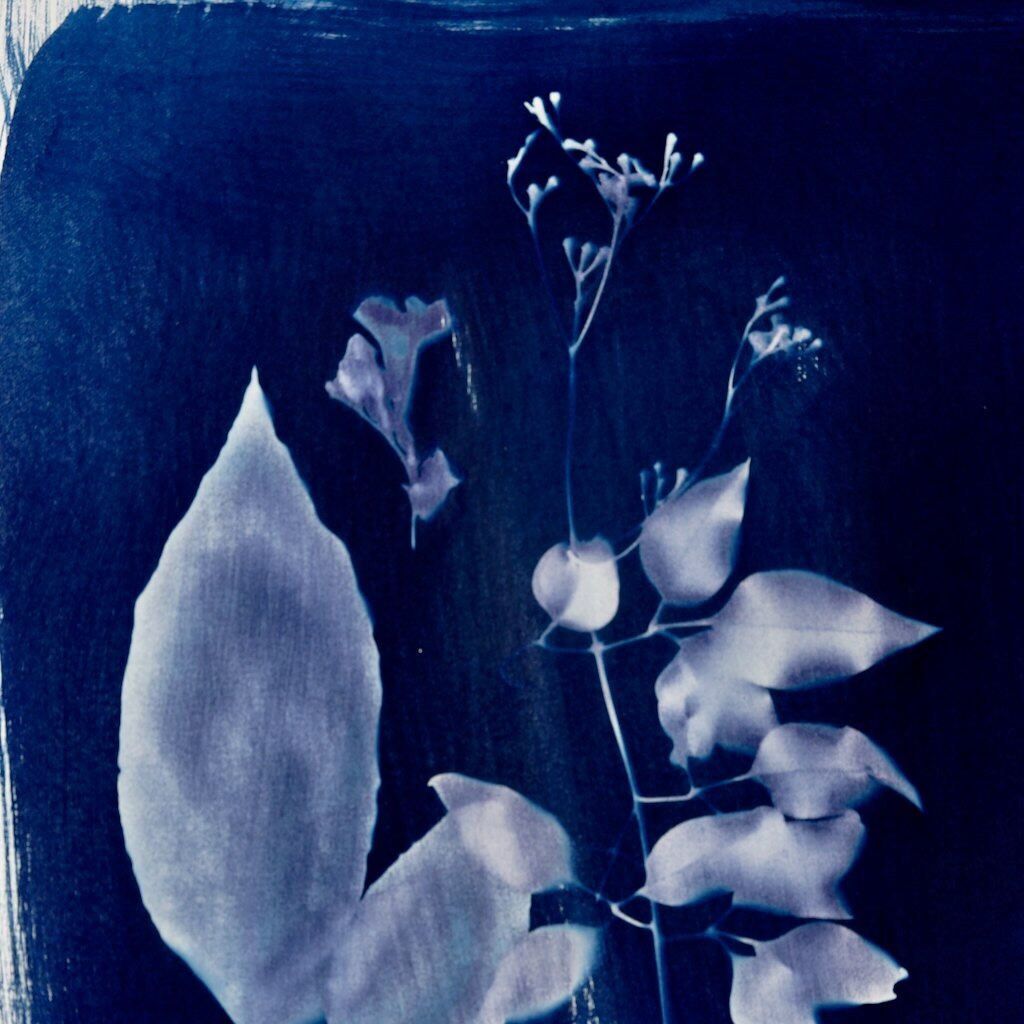 Cyanotype Print of Leaves